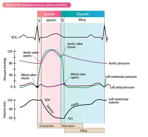 lv end systolic volume